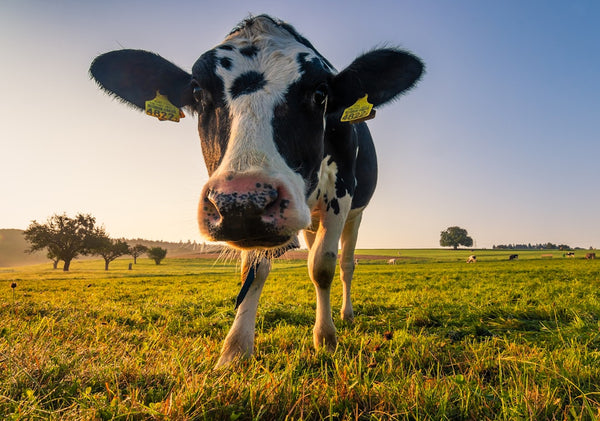 How Foods Become Lactose-Free