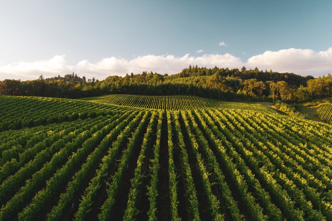 Organic food: what it really means & is it worth the cost?